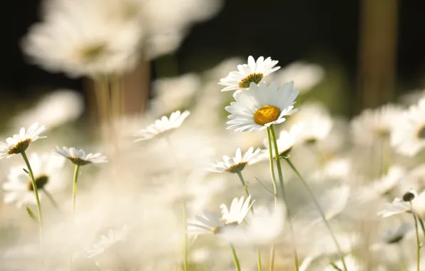 Light, flowers, chamomile, white, bokeh, leucanthemum