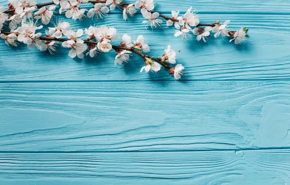 Picture petals, flowers, spring, branches