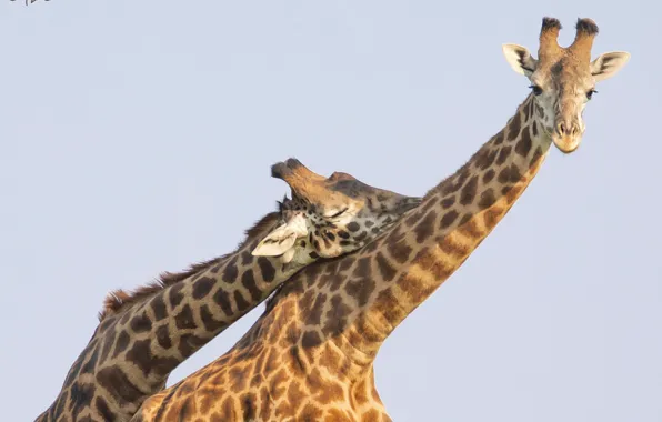 Tenderness, pair, giraffes, neck