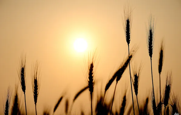 Wheat, the sun, nature, rye, ears, silhouettes, cereals