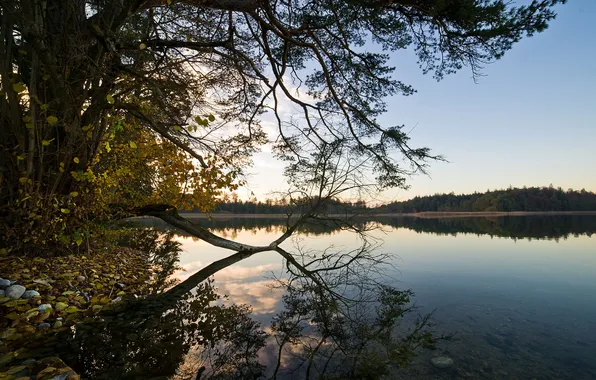 Forest, the sky, water, trees, landscape, nature, lake, reflection
