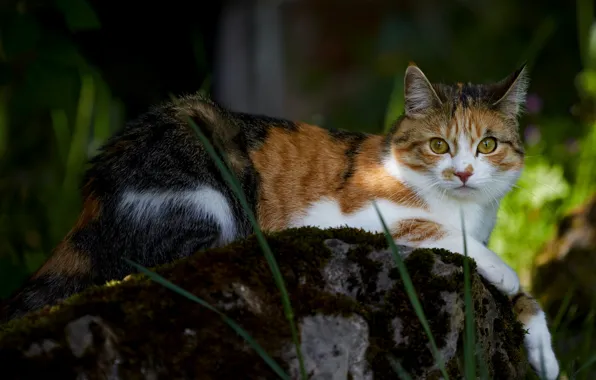 Picture cat, look, face, nature, pose, the dark background, stones, moss