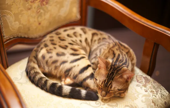 Picture cat, cat, Bengal, Bengal cat