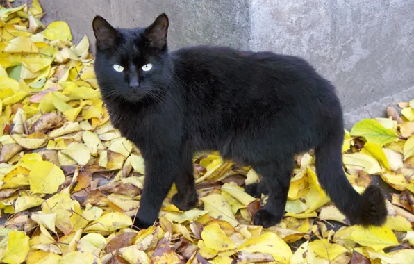 Autumn, cat, eyes, cat, look, leaves, foliage, black