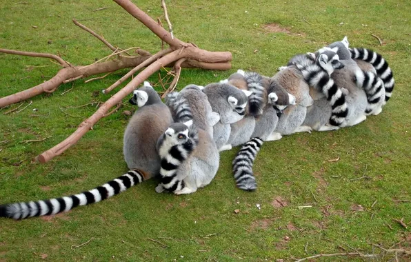 Stay, group, lemurs