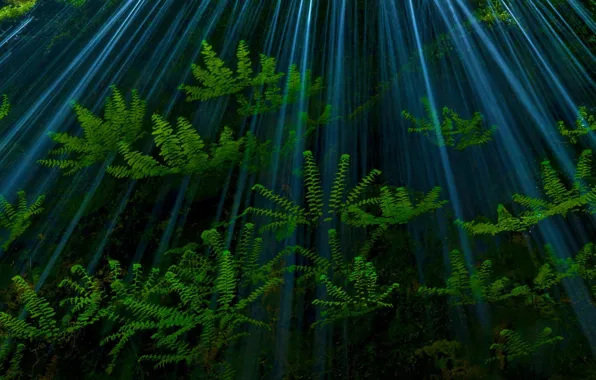Rays, USA, fern, the Columbia river gorge