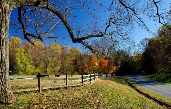 Road, autumn, trees, falling leaves, fence, clear skies