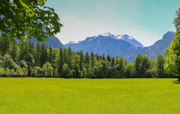 Picture trees, landscape, mountains, nature, weed, clearing