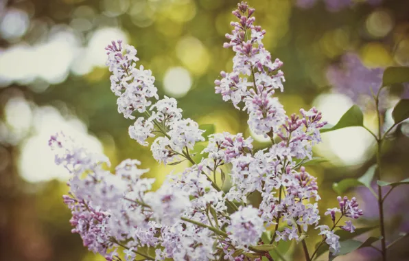Picture flowers, branches, nature, lilac