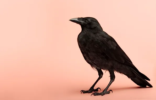 Picture bird, Raven, birds