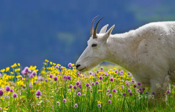Flowers, nature, horns, Montana, USA, National Park, Glacier, Rocky mountains