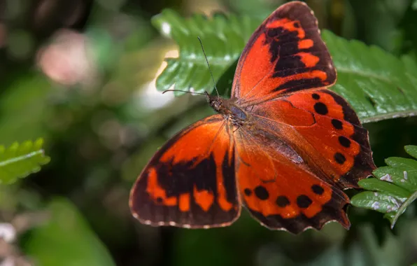 Leaves, macro, red, background, pattern, butterfly, wings, insect