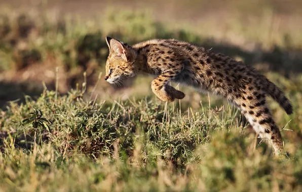 Picture jump, Africa, Kenya, Serval, Leptailurus serval, shrub COSC