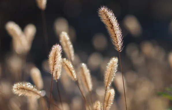 Picture grass, nature, plants, stem