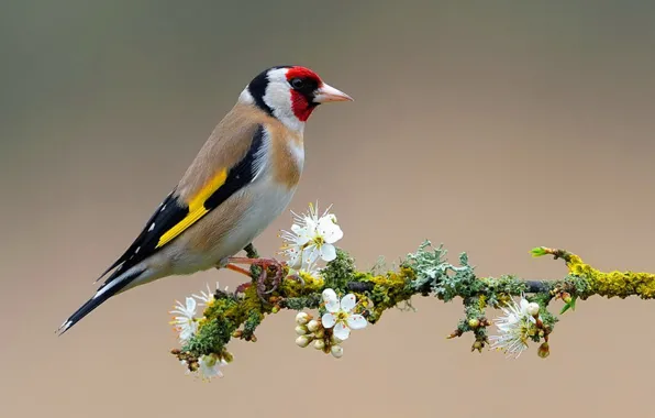 Bird, wildlife, beautiful bird