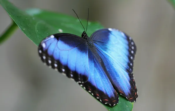 Green, blue, butterfly, leaves