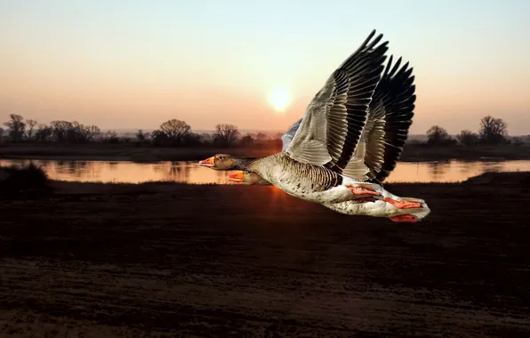 Field, the sky, the sun, rays, light, flight, birds, shore