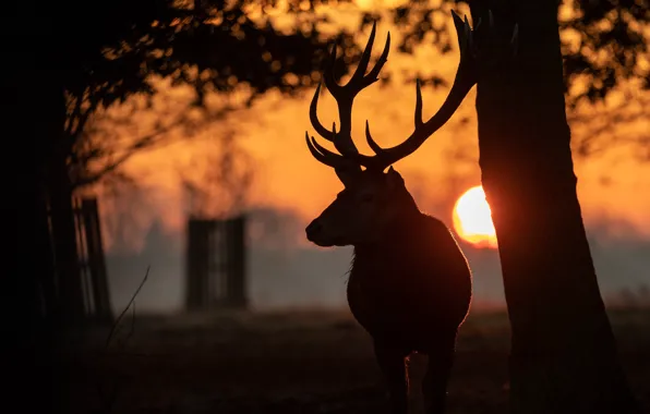 Face, the sun, sunset, branches, Park, deer, silhouette, horns