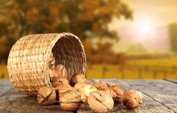 The sun, table, Autumn, nuts, basket