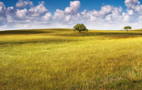 Picture field, summer, trees