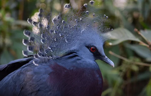 Nature, Look, Bird, Grey