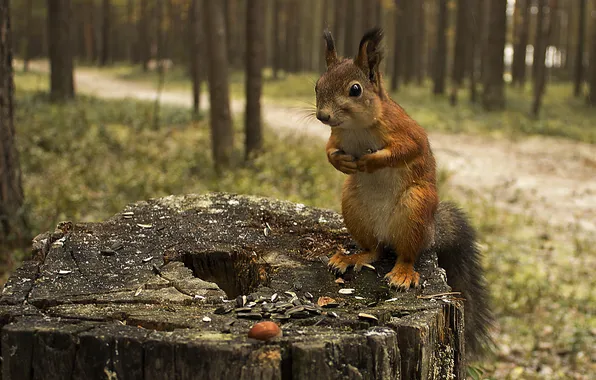 Picture forest, animals, nature, stump, protein