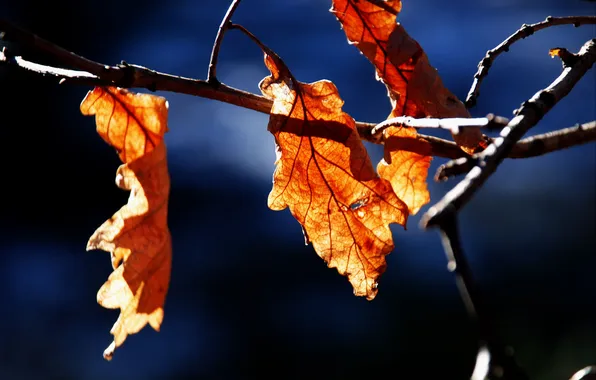 Autumn, nature, foliage, branch
