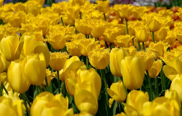 Picture yellow, tulips, buds, a lot