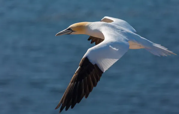 Water, flight, bird, wings, Seagull