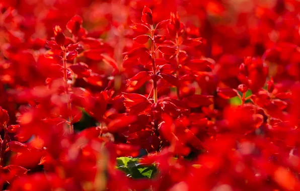 Picture summer, flowers, red, Salvia
