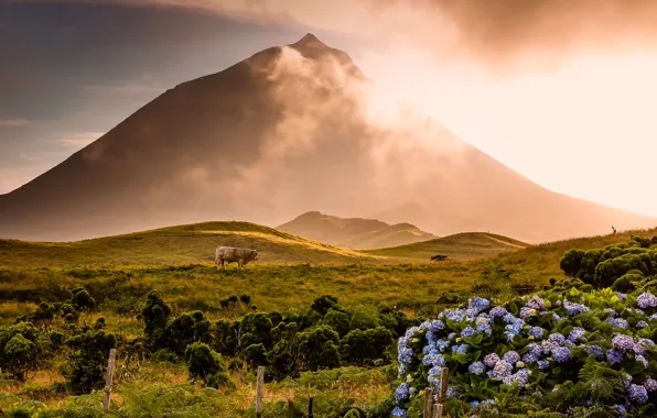 Picture Portugal, bull, Azores, Pico Island, Mount pico