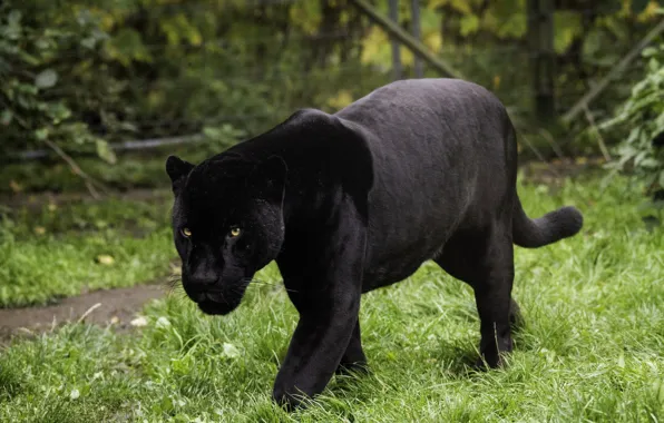 Forest, jaguar, big cats