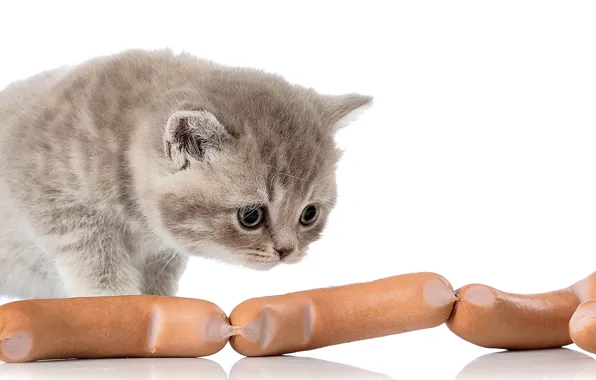 Picture kitty, sausage, cute