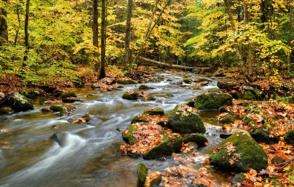 Autumn, forest, leaves, trees, river, stones, stream