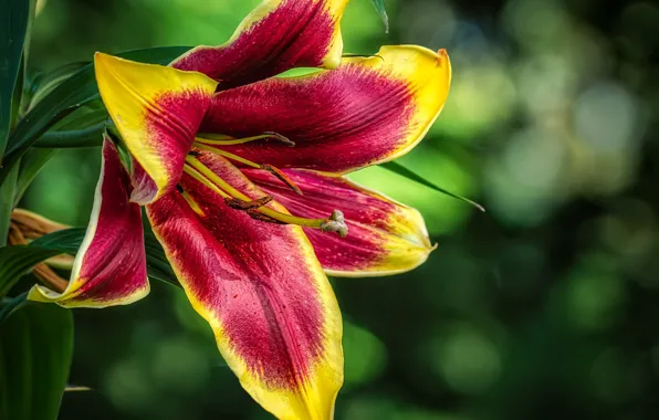 Flower, Lily, green background, daylilies