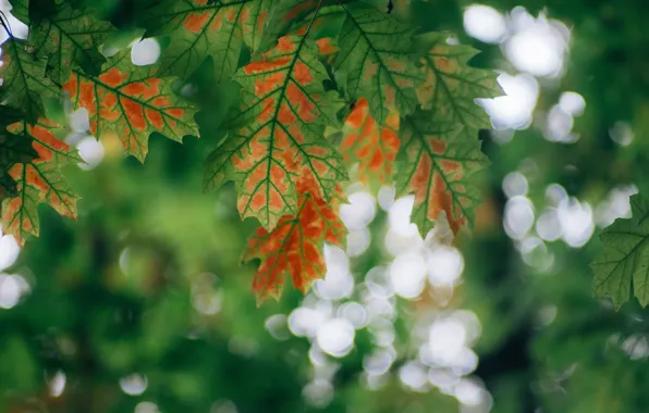 Leaves, macro, nature