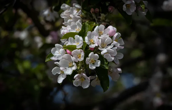 Flowers, the dark background, branch, spring, white, Apple, flowering, bokeh
