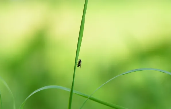 Picture Fly, Then someone next to shits XD, Weed