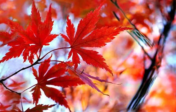 Autumn, leaves, maple, the crimson
