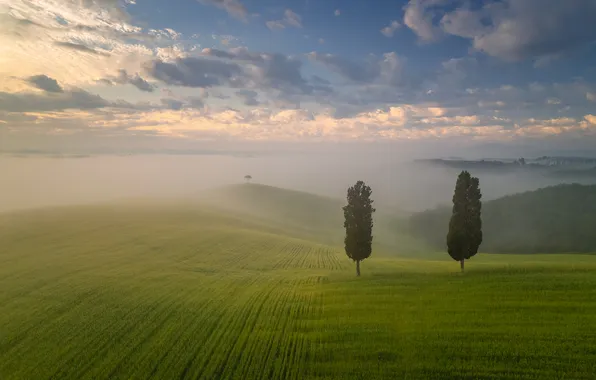 Picture field, trees, landscape, fog