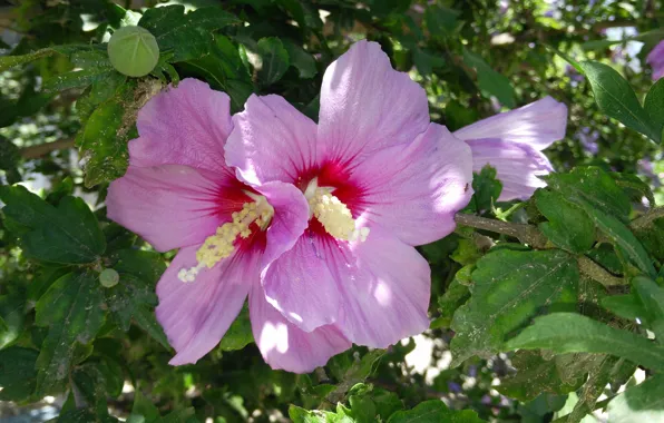 Picture Hibiscus, Macro, Hibiscus, Macro