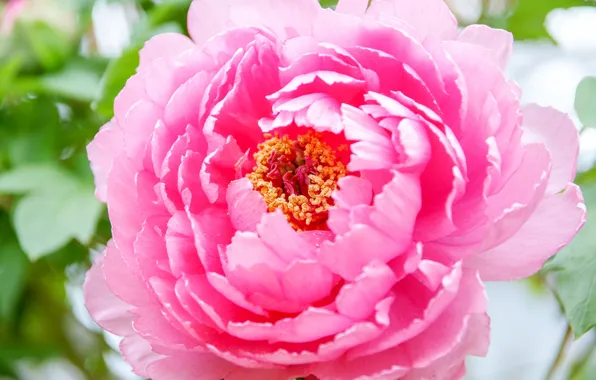 Macro, pink, peony