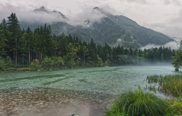 Picture forest, the sky, trees, landscape, mountains, nature, fog, lake