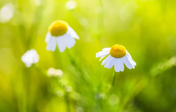 Picture flowers, chamomile, white petals