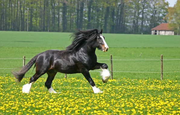 Picture animal, horse, wild, Shire-Horse