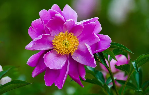 Flower, leaves, macro, pink, green background, peony