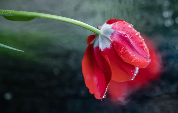 Flower, glass, drops, red, Tulip, spring, stem, bokeh