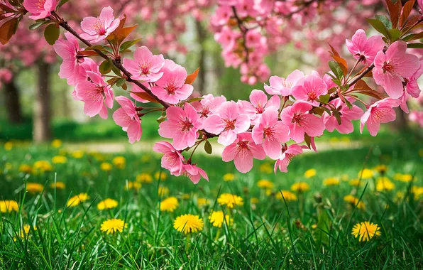 Flowers, close-up, Wallpaper, Dandelion, garden, Sakura