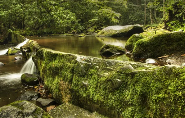 Greens, forest, stones, rocks, shore, foliage, waterfall, moss