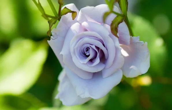 Picture macro, rose, petals, Bud, lilac